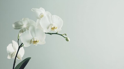 A serene white orchid against a soft dove gray background, natural close-up shot, Minimalist style
