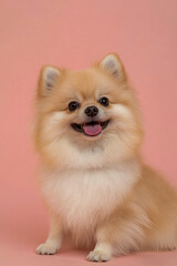 Obraz premium Adorable pomeranian dog with fluffy fur on a pink background