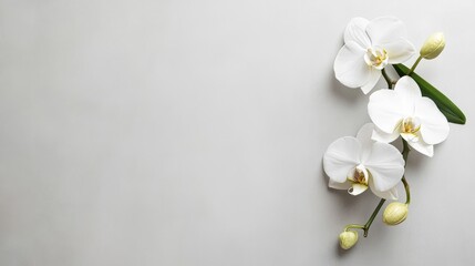 A serene white orchid on a light gray background, close-up shot, Minimalist style