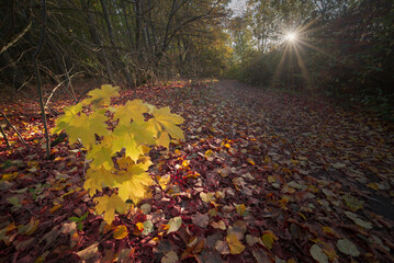 Bright yellow leaves stand out against a carpet of autumn foliage in a tranquil forest setting...