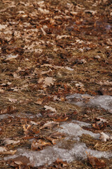 a lot of dry leaves in the autumn park ground