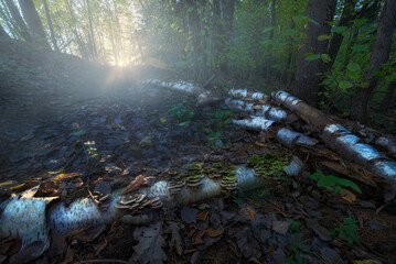 Sunlight filters through trees illuminating fallen birch logs and vibrant fungi in a serene forest scene at dawn