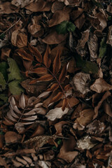 a lot of  brown and green leaves in the autumn park