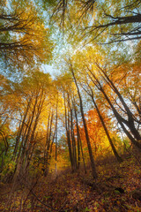 Obraz premium Vibrant autumn forest canopy showcasing colorful leaves under sunny sky in a tranquil nature setting