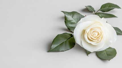 Fototapeta premium A serene white rose on a light gray background, close-up shot, Minimalist style