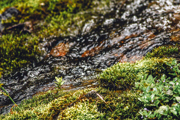 mountain river among the stones