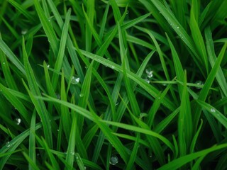 Lush green grass texture with dew drops, ideal for backgrounds or design projects, field, outdoor
