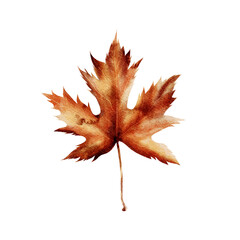 Tree leaf. Watercolor illustration of dry maple leaves, hand-drawn in a realistic style. Isolated on a white background. For cards, invitations, frames, weddings.