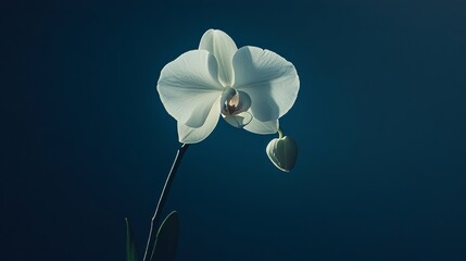 A single elegant white orchid on a deep indigo background, detailed close-up shot, Minimalist style