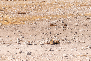 One side-striped Jackal -Canis Adustus- resting in Etosha National Park, Namibia, around sunset.