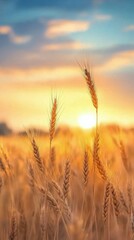 Fototapeta premium Golden wheat fields sway gently in the warm sunlight during early evening hours