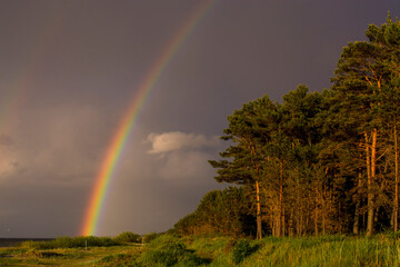 Pine forest on the shore of the Baltic Sea after the rain, in the sky there is a big beautiful rainbow