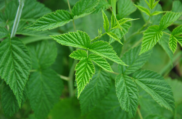 
green leaves of a raspberry bush close-up. background of green raspberry leaves