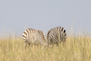 Two Zebras Grazing in the Grasslands of Masai Mara, Kenya - African Wildlife Stock Photo