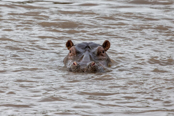 Fototapeta premium Hippopotamus swimming in the calm waters of the Mara River, Masai Mara. A captivating wildlife stock photo capturing the power and grace of this iconic African animal in its natural habitat.