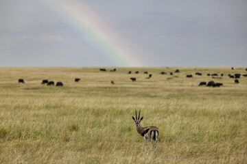 Rainbow arching over the vast savannah grasslands of Masai Mara, creating a stunning landscape. A beautiful wildlife stock photo that captures the magical beauty of nature in the heart of Kenya's wild