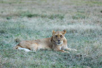 Lioness in the grass of Masai Mara, staring into the camera with intensity. A captivating wildlife stock photo capturing the strength and majesty of this apex predator in its natural habitat.