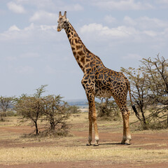 Giraffe standing tall in the savannah grasslands of Masai Mara, showcasing the elegance of this iconic African animal. A stunning wildlife stock photo capturing its natural beauty in the wild.