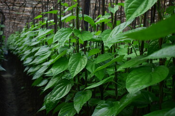 Maheshkhali's sweet betel leaves, Betel Leaf Crop Farming
