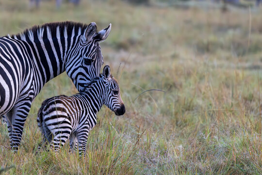 Zebra mother with her cub in savannah grasslands of masai mara 