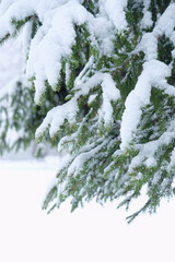 snowy fir branches outdoor, abstract winter landscape. Christmas, New Year holidays background. Symbol of winter season. frosty cold snowy weather. copy space