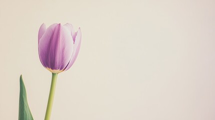 A single soft lavender tulip against a light beige background, close-up shot, Minimalist style
