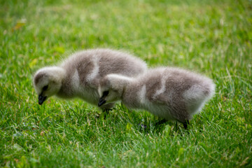 Barnacle goslings (Branta leucopsis)	