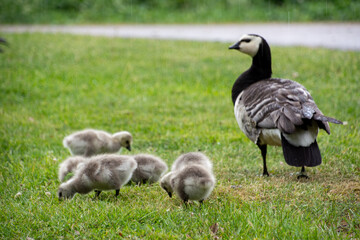 Family of Barnacle Geese (Branta leucopsis)	