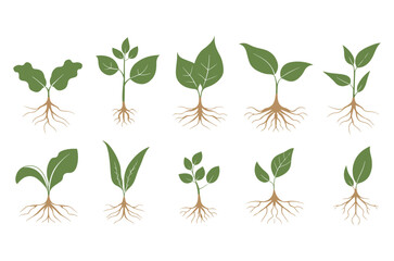 Set of Plant Growth Icon, Various plants growing with roots process flat icons illustration, Illustration of Plant Parts including Roots Leaves and Stem