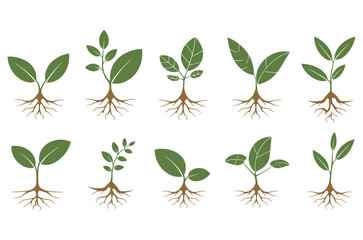 Set of Plant Growth Icon, Various plants growing with roots process flat icons illustration, Illustration of Plant Parts including Roots Leaves and Stem
