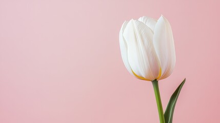A single soft mint tulip against a light blush background, close-up shot, Minimalist style