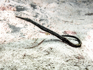 Double-ended Pipefish (Trachyrhamphus bicoarctatus)