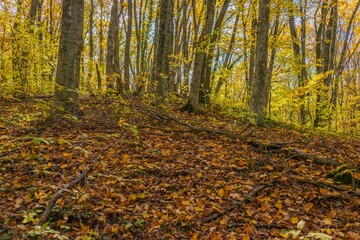 forest landscape in autumn fall with fallen leaves covering fallen branches in the Western Caucasus early November morning