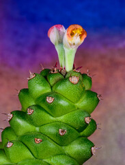 Euphorbia ritchiei - blooming pink flower poisonous milkweed with white juice in botanical...