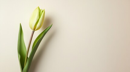 Obraz premium A single vibrant lime green tulip against a light beige background, close-up shot, Minimalist style