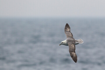 Light morph of northern fulmar (fulmarus glacialis) in flight