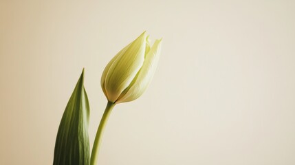 A single vibrant lime green tulip against a light beige background, close-up shot, Minimalist style