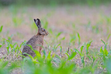 european brown hare (lepus europaeus) sitting on a corn field