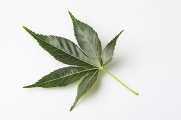 Obraz premium A leaf of a plant with a green stem. The leaf is on a white background. The leaf is very thin and long. Acer palmatum