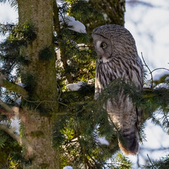 Great Grey Owl  