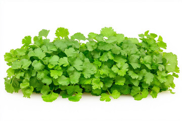 Obraz premium Coriander A bunch of green herbs are growing in the soil. The coriander plants are small and green and are growing in a small patch of soil.
