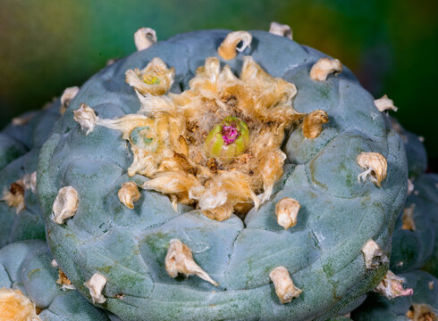 Lophophora diffusa - peyote mexican, alkaloid-containing cactus without thorns in the botanical collection, Ukraine