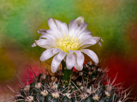 Acanthocalycium sp. - blooming cactus with a pink flower in the botanical collection, Odessa