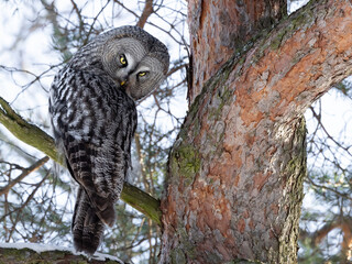 Great Grey Owl  