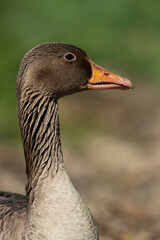 Portrait of an adult greylag goose (anser anser)