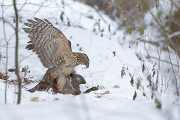 Juvenile northern goshawk (accipiter gentilis) caught a female mallard (anas platyrhynchos) in the snow