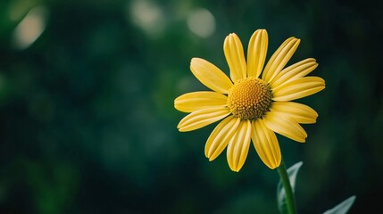 Obraz premium A single vibrant yellow daisy against a deep forest green background, artistic close-up shot, Minimalist style