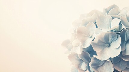 Obraz premium A soft blue hydrangea against a warm cream background, close-up shot, Minimalist style