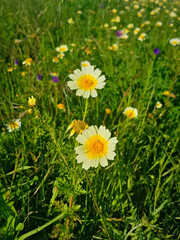 Cladanthus mixtus vibrant mediterranean plant