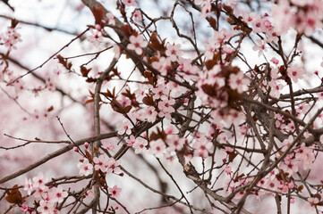 Blooming Japanese cherry trees. Blooming trees with pink flowers.